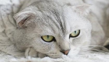 九游游戏中心下载-融合“足球+科技+文化”多元产业链在行业中不断深化，体教融合足球