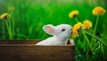 九游游戏中心下载-融合“足球+科技+文化”多元产业链在行业中不断深化，体教融合足球